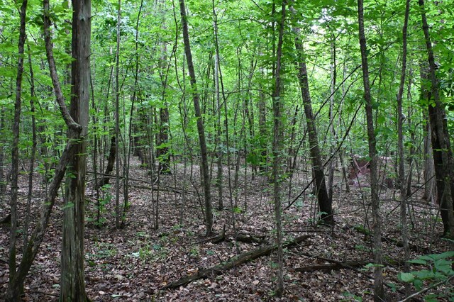 0 Blunt Rd, Decaturville, TN 38329 - photo 24