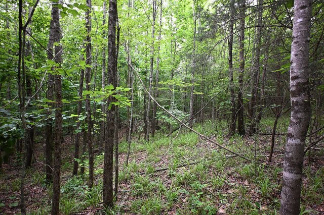 0 Blunt Rd, Decaturville, TN 38329 - photo 30