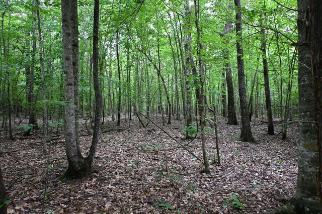 0 Blunt Rd, Decaturville, TN 38329 - photo 25