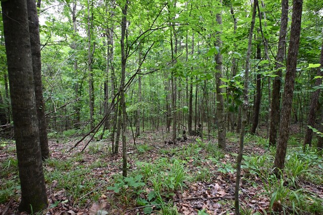 0 Blunt Rd, Decaturville, TN 38329 - photo 31