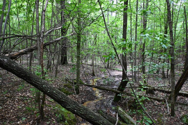 0 Blunt Rd, Decaturville, TN 38329 - photo 37