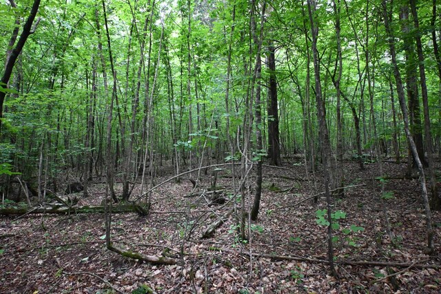 0 Blunt Rd, Decaturville, TN 38329 - photo 23