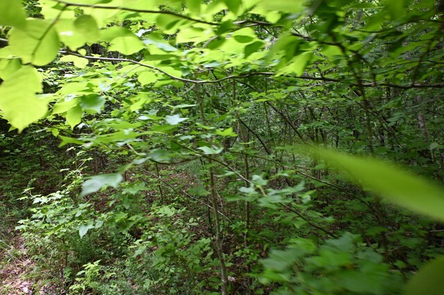 0 Blunt Rd, Decaturville, TN 38329 - photo 20