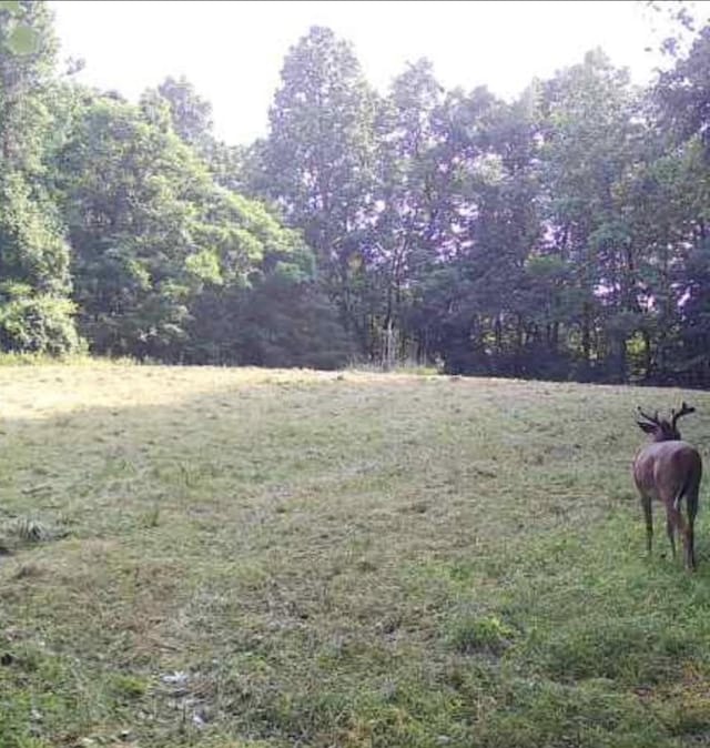 345 Big Spring Hollow Rd, Pulaski, TN 38478 - view of grassy yard