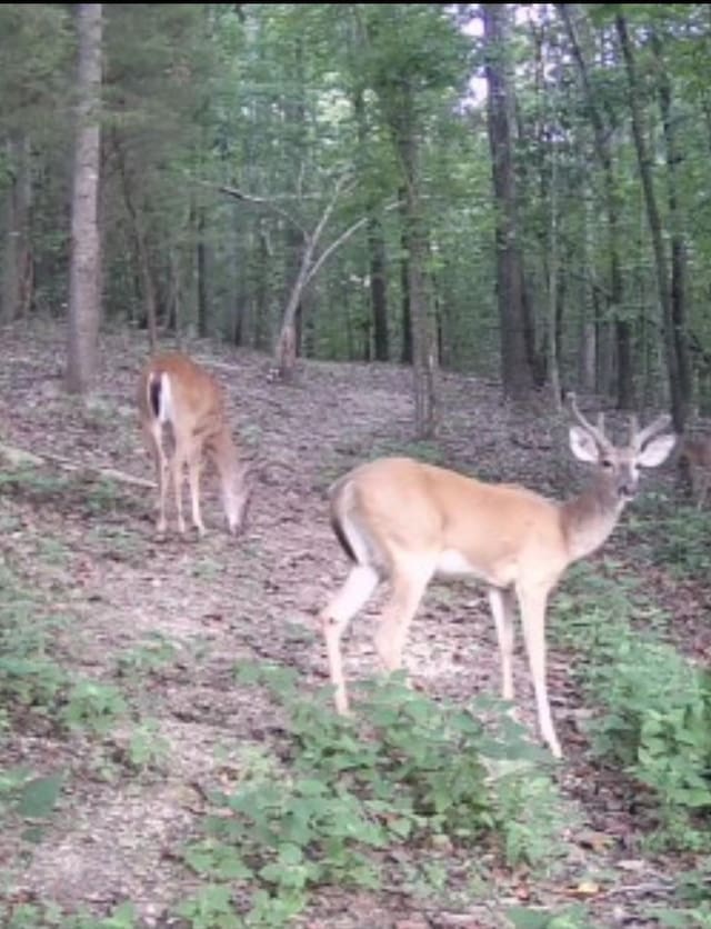 2670 Morgan Rd, Joelton, TN 37080 - view of nature
