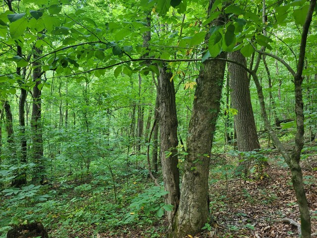 1 Bledsoe Rd, Pulaski, TN 38478