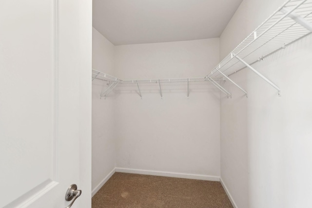 2003 Allerton Way, Spring Hill, TN 37174 - walk in closet featuring carpet floors