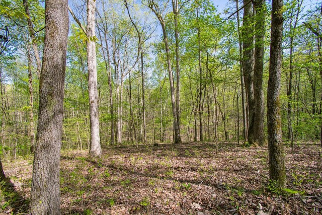1555 Dog Hollow Rd, Lynnville, TN 38472 - photo 15