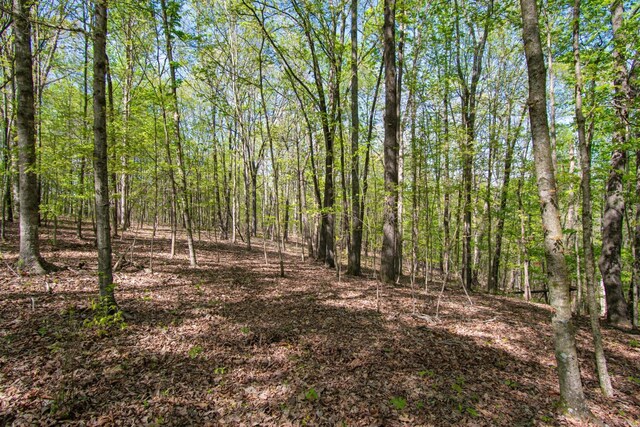 1555 Dog Hollow Rd, Lynnville, TN 38472 - photo 11