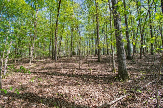1555 Dog Hollow Rd, Lynnville, TN 38472 - photo 19
