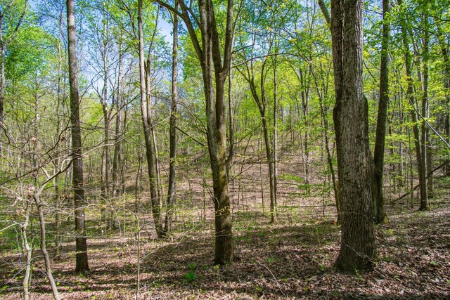 1555 Dog Hollow Rd, Lynnville, TN 38472 - photo 16