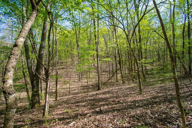 1555 Dog Hollow Rd, Lynnville, TN 38472 - photo 17