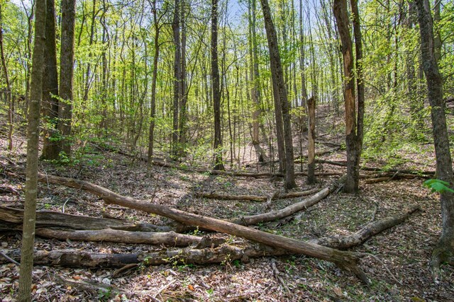 1555 Dog Hollow Rd, Lynnville, TN 38472 - photo 18