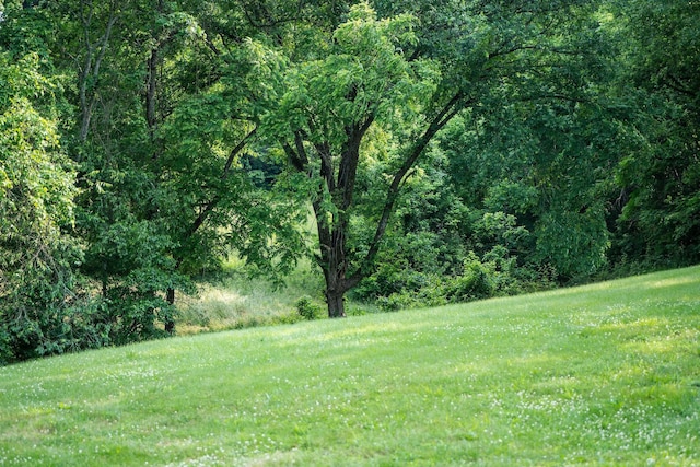 4291 Skelley Rd, Santa Fe, TN 38482 - view of yard with a forest view