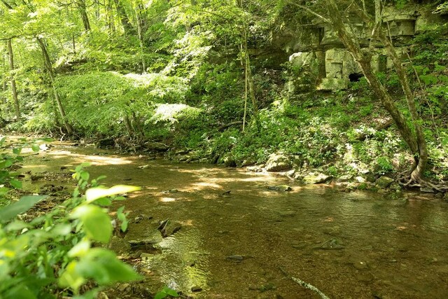 5570 Chambers Rd, Cumberland Furnace, TN 37051 - view of undeveloped land
