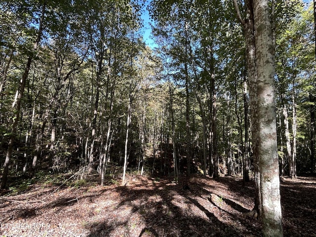 301 Joe Barnett Rd, Jamestown, TN 38556 - view of wooded area