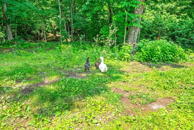 6085 Blue Springs Rd, Cadiz, KY 42211 - view of nature