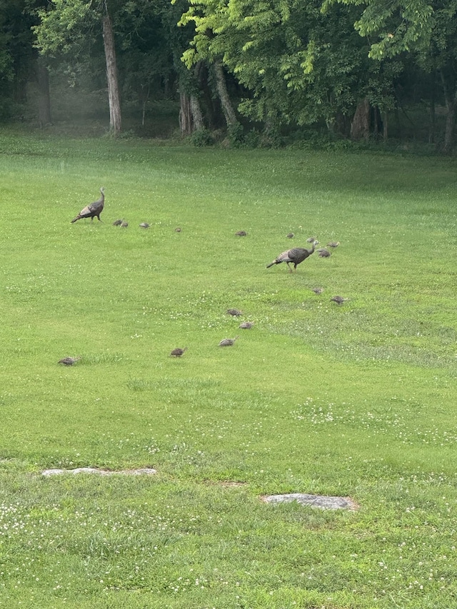 500 Old Pencil Mill Rd, Chapel Hill, TN 37034 - view of grassy yard