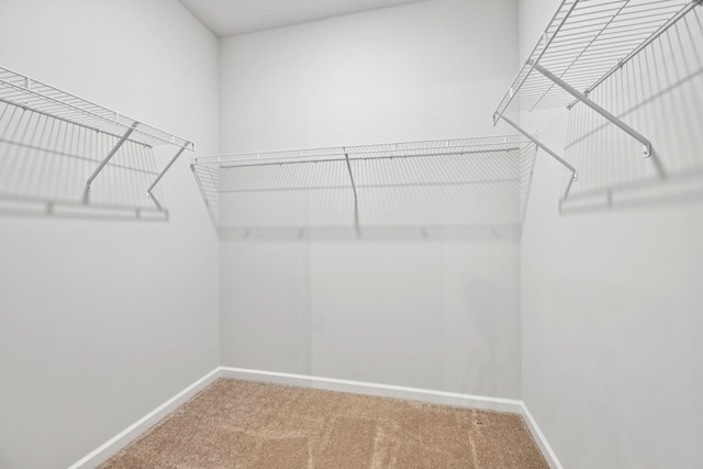 207 Addison Ave, Chapel Hill, TN 37034 - walk in closet with carpet flooring