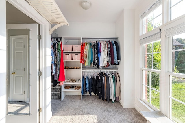 113 Joshuas Run, Goodlettsville, TN 37072 - walk in closet featuring carpet flooring