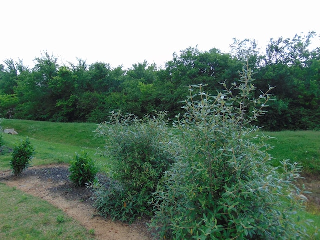 1920 Alysheba Run, Murfreesboro, TN 37128 - view of undeveloped land