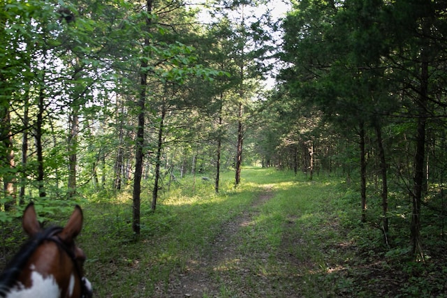 2825 Oregon Rd, Milton, TN 37118 - view of wooded area