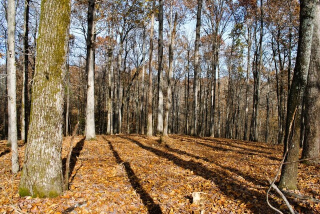 7890 Lampley Rd, Primm Springs, TN 38476 - view of local wilderness