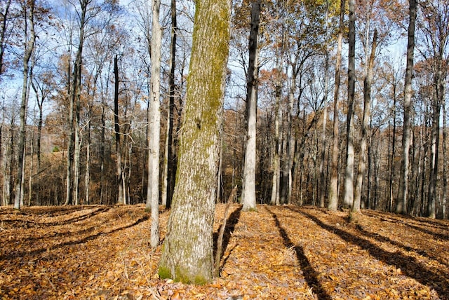 7890 Lampley Rd, Primm Springs, TN 38476 - view of woods