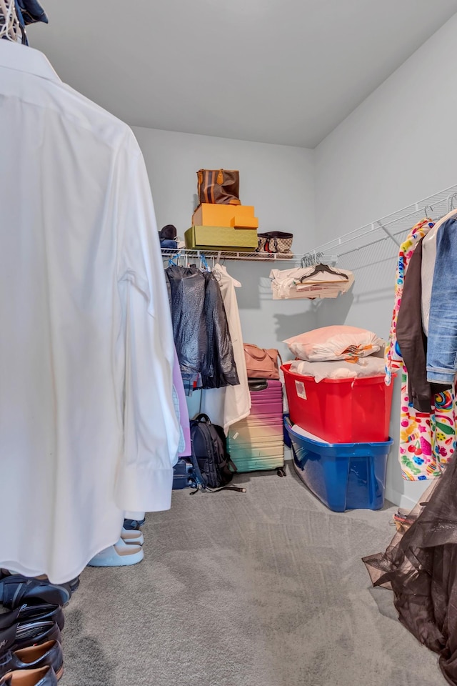129 Southwind Run, Spring Hill, TN 37174 - walk in closet featuring carpet floors