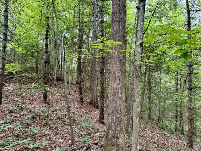 1 Ridge Hollow Rd, Del Rio, TN 37727