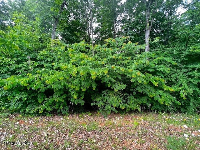 1955 Turners Landing Rd, Russellville, TN 37860 - photo 3