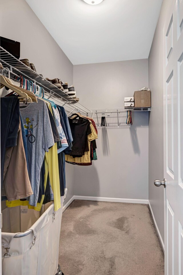 4047 Locerbie Cir, Spring Hill, TN 37174 - walk in closet featuring carpet flooring