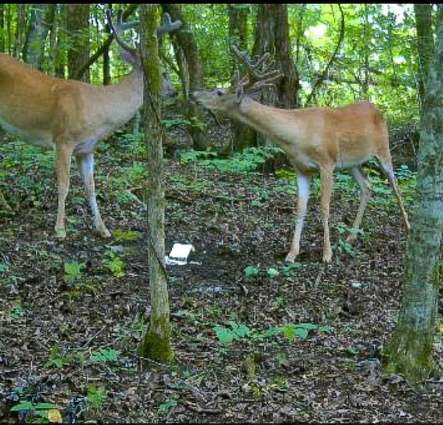 2665 Center Point Rd, Pulaski, TN 38478 - view of nature