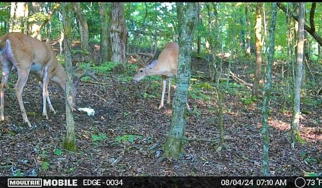 2665 Center Point Rd, Pulaski, TN 38478 - photo 82