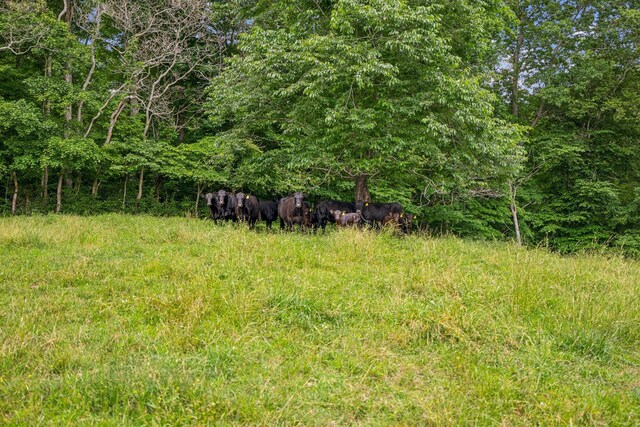 8663 Dog Creek Rd, Primm Springs, TN 38476 - view of yard