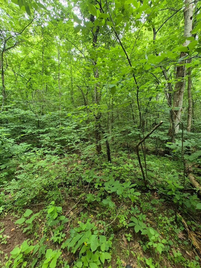 0 Williams Rd, Cornersville, TN 37047 - photo 9