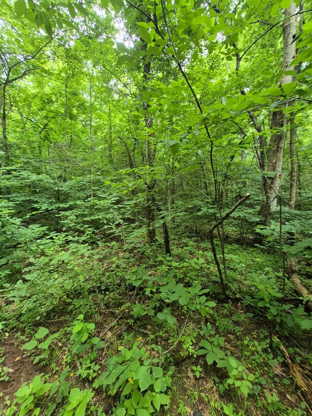 0 Williams Rd, Cornersville, TN 37047 - photo 10