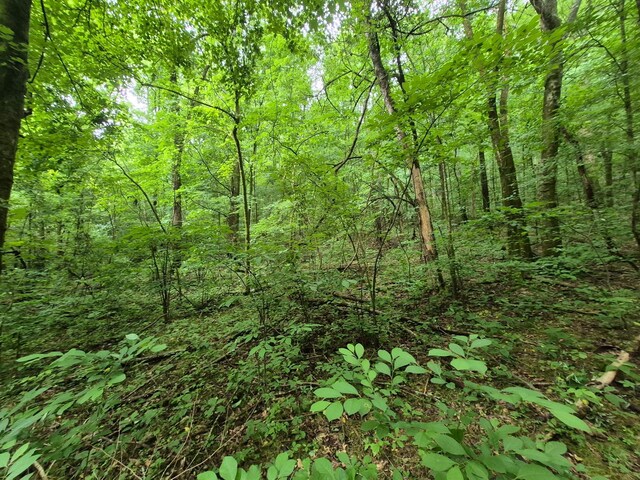 0 Williams Rd, Cornersville, TN 37047 - photo 15