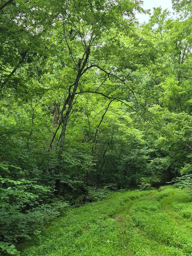 0 Williams Rd, Cornersville, TN 37047 - photo 4