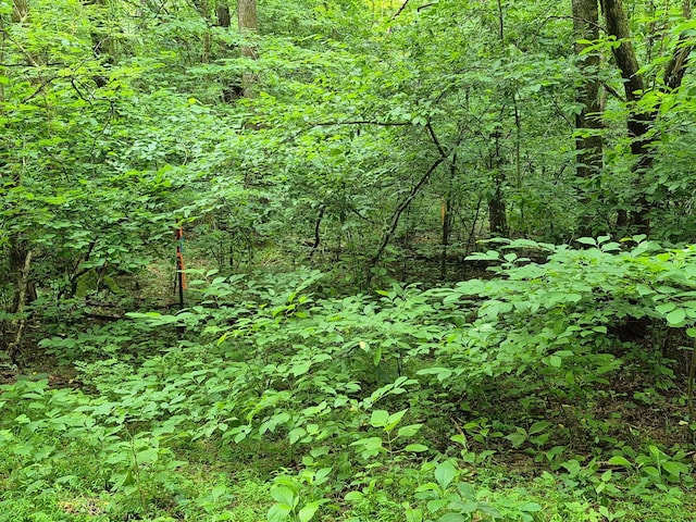 0 Williams Rd, Cornersville, TN 37047 - photo 6