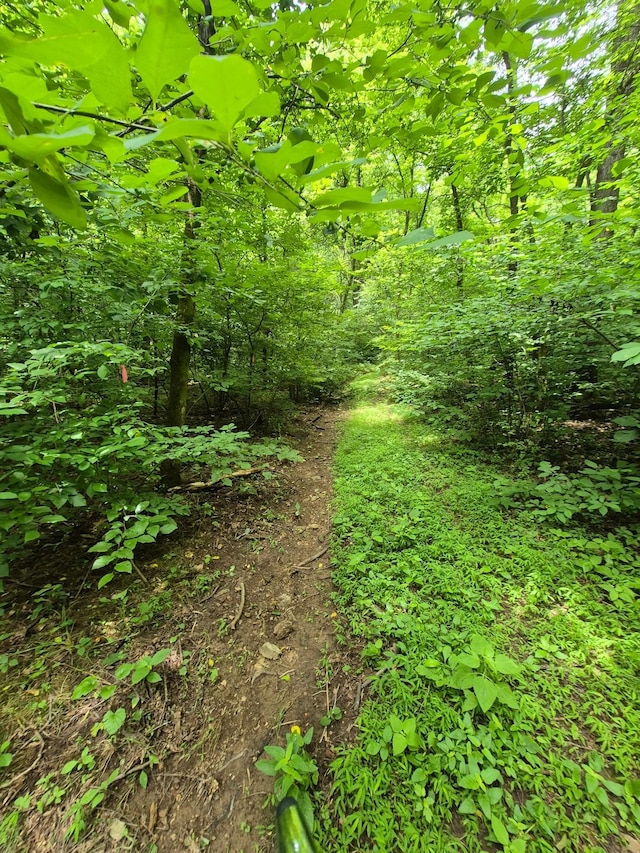 0 Williams Rd, Cornersville, TN 37047 - photo 8