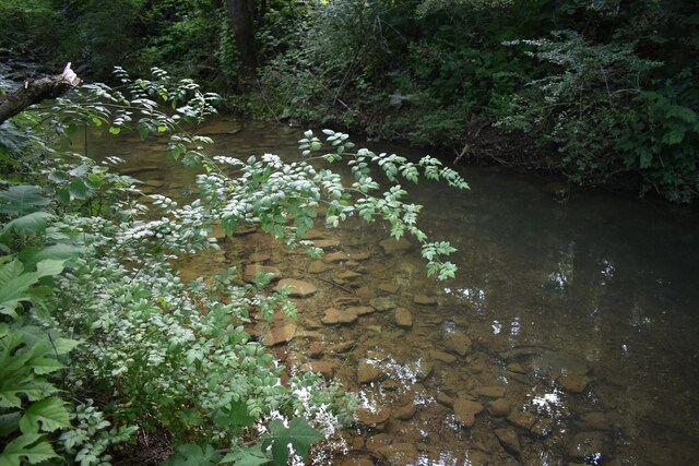 34 Thompson Hollow Rd, Carthage, TN 37030 - view of nature