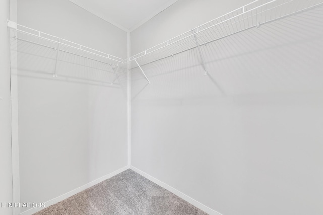 1559 River Path, Morristown, TN 37813 - spacious closet with carpet flooring