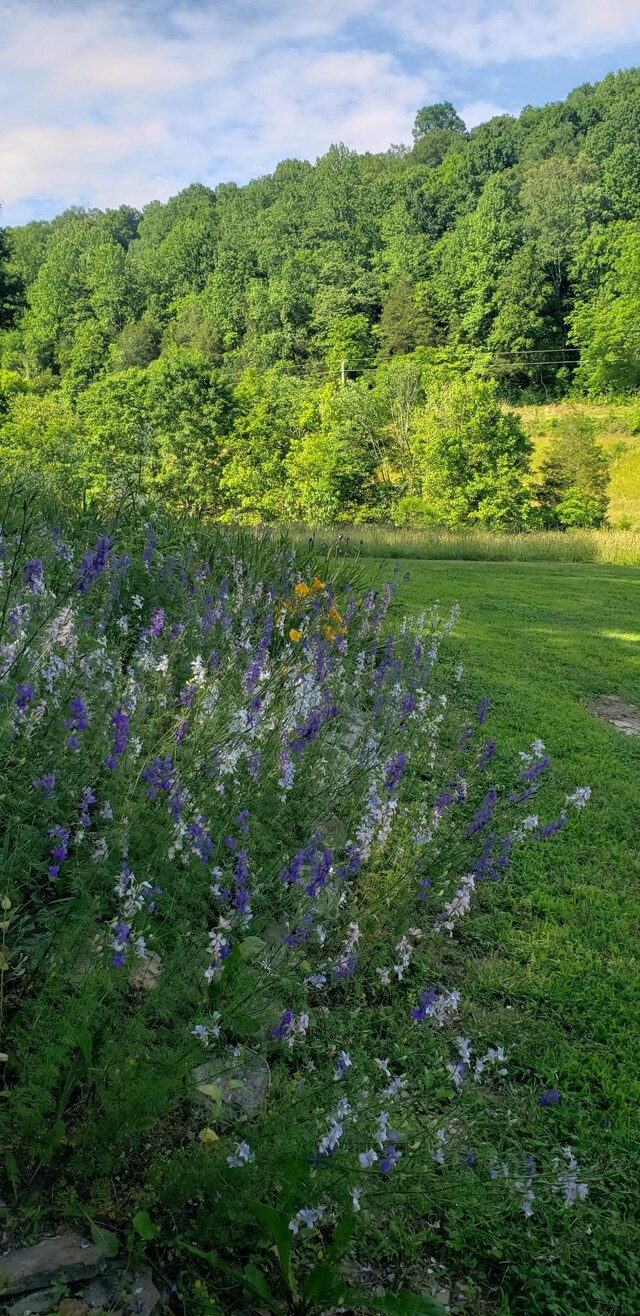 49 Je Sartain Rd, Manchester, TN 37355 - view of tree filled area