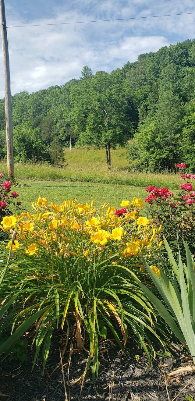 49 Je Sartain Rd, Manchester, TN 37355 - view of yard with a wooded view