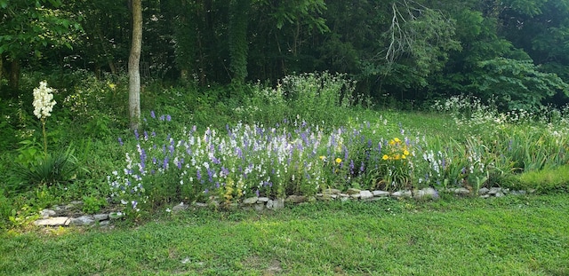 49 Je Sartain Rd, Manchester, TN 37355 - view of local wilderness