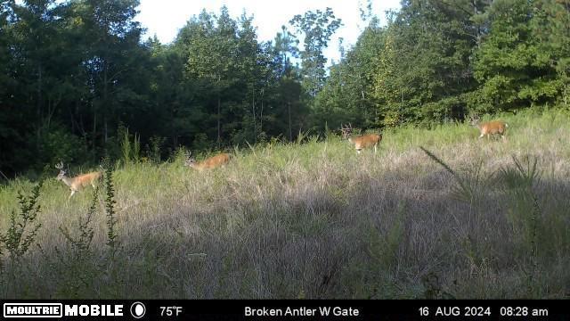211 Little House Rd, Camden, TN 38320