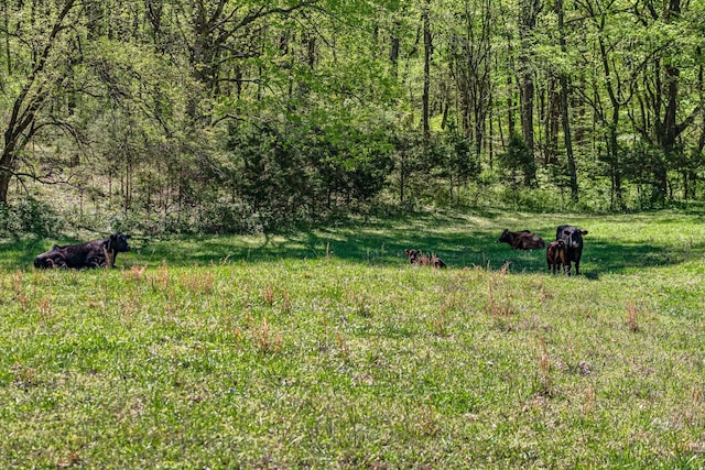 4540 Peytonsville Rd, Franklin, TN 37064 - photo 26