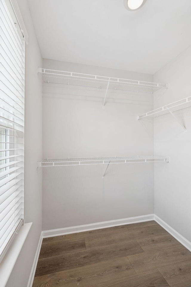 344 Kristen Ct, Columbia, TN 38401 - walk in closet with wood finished floors