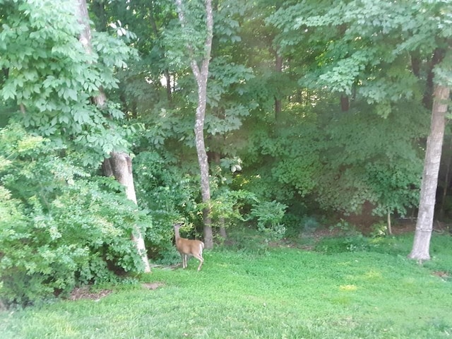 1438 Brighton Cir, Old Hickory, TN 37138 - view of green lawn